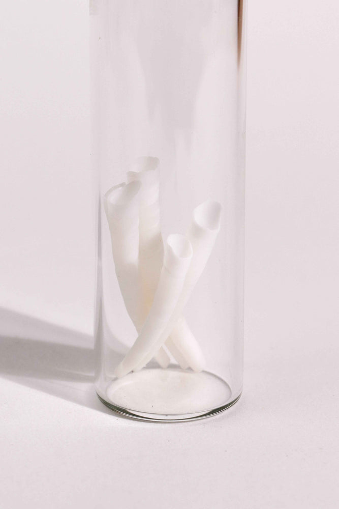 Tusk Shells (Dentalium Mollusk Shells) (ONLINE ORDER ONLY)
