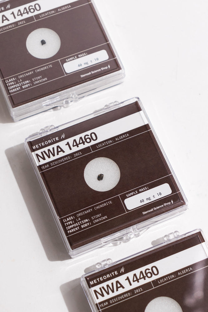 NWA 14460 Meteorite (ONLINE ORDER ONLY)