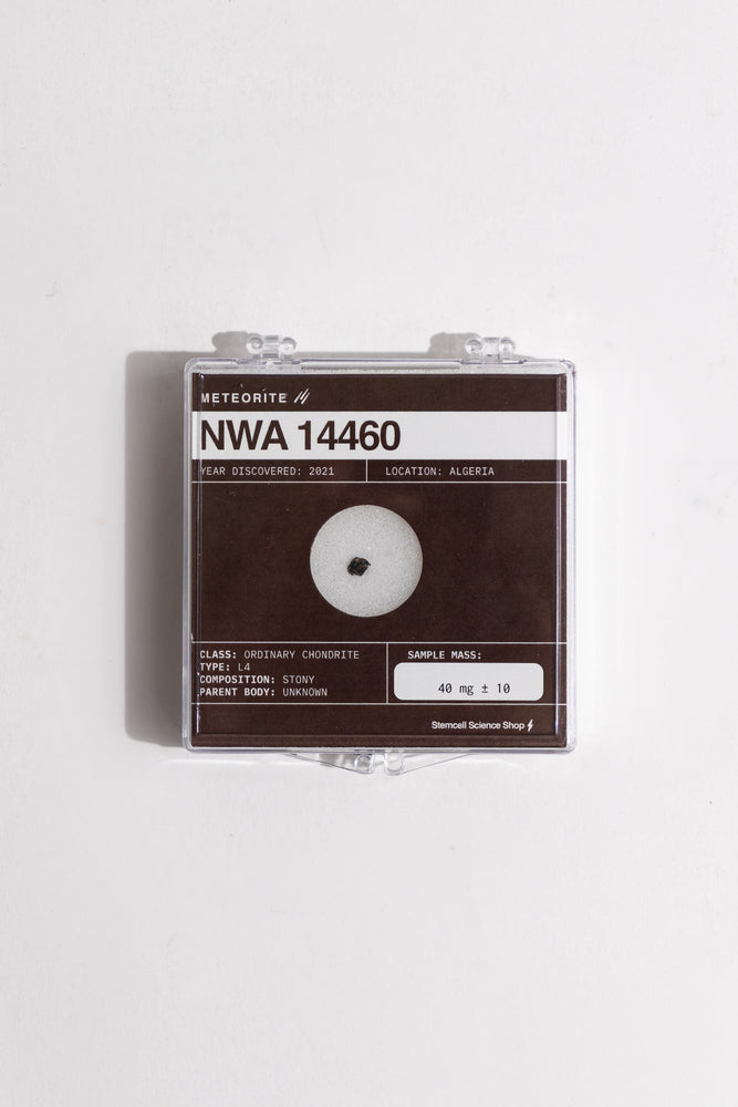 NWA 14460 Meteorite (ONLINE ORDER ONLY)