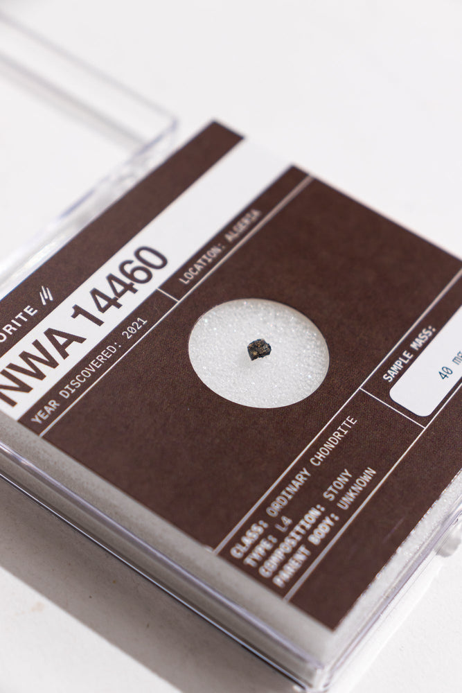 NWA 14460 Meteorite (ONLINE ORDER ONLY)