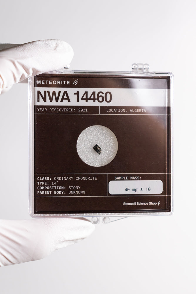 NWA 14460 Meteorite (ONLINE ORDER ONLY)