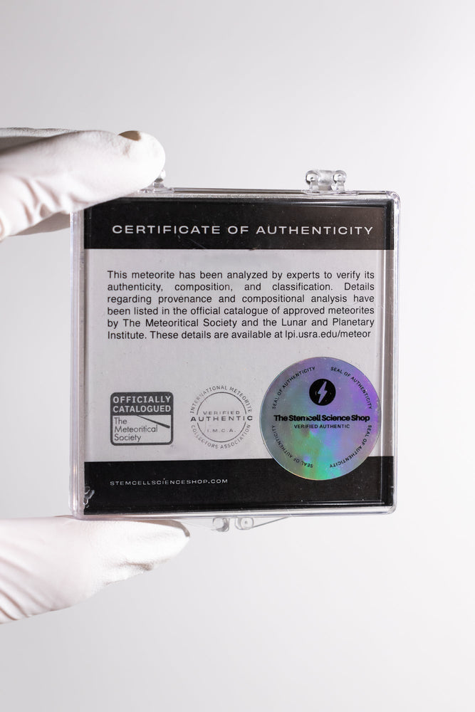 NWA 14460 Meteorite (ONLINE ORDER ONLY)