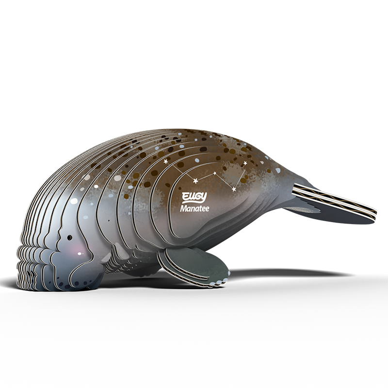 Manatee 3D Cardboard Model Kit Eugy (ONLINE ORDER ONLY)