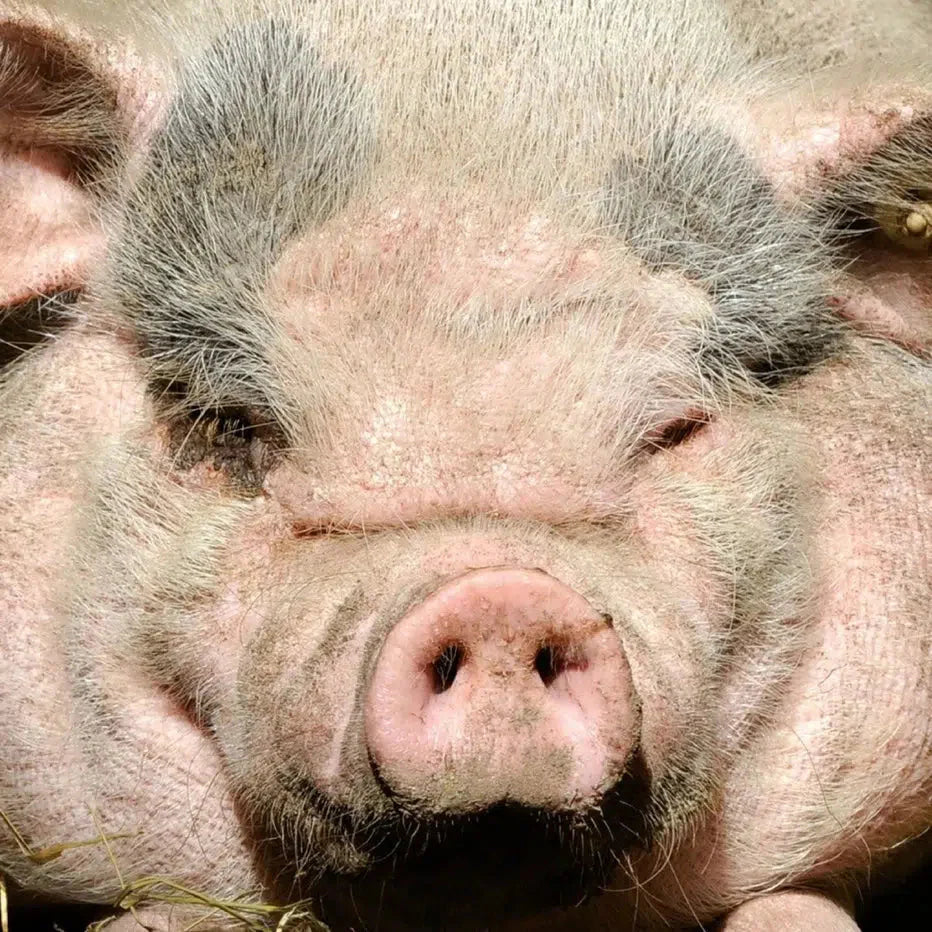 Pig 49 Piece Pocket Jigsaw Puzzle Curiosi (ONLINE ORDER ONLY)