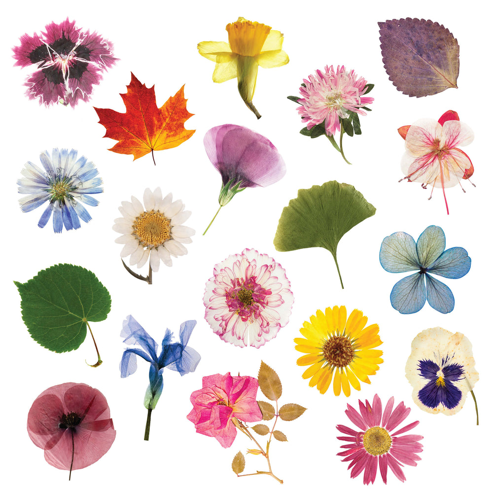 Flower Press DIY – Includes All Parts (ONLINE ORDER ONLY)