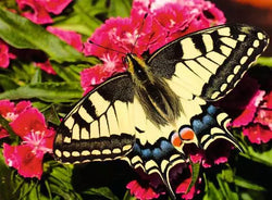 Ravensburger: Puzzle - Puzzle Highlights - Colorful Animals - Butterfly