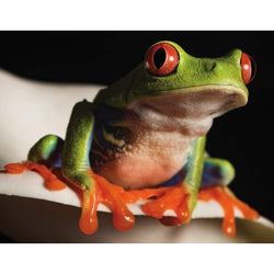 Red Eyed Tree Frog 100 Piece Mini Jigsaw Puzzle NYPC (ONLINE ORDER ONLY)