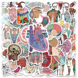 50pcs Funny Aesthetic Cartoon Body Organ Anatomy Stickers Water Bottle Sticker Luggage Laptop Guitar Waterproof Vinyl Decals (Online Order Only)