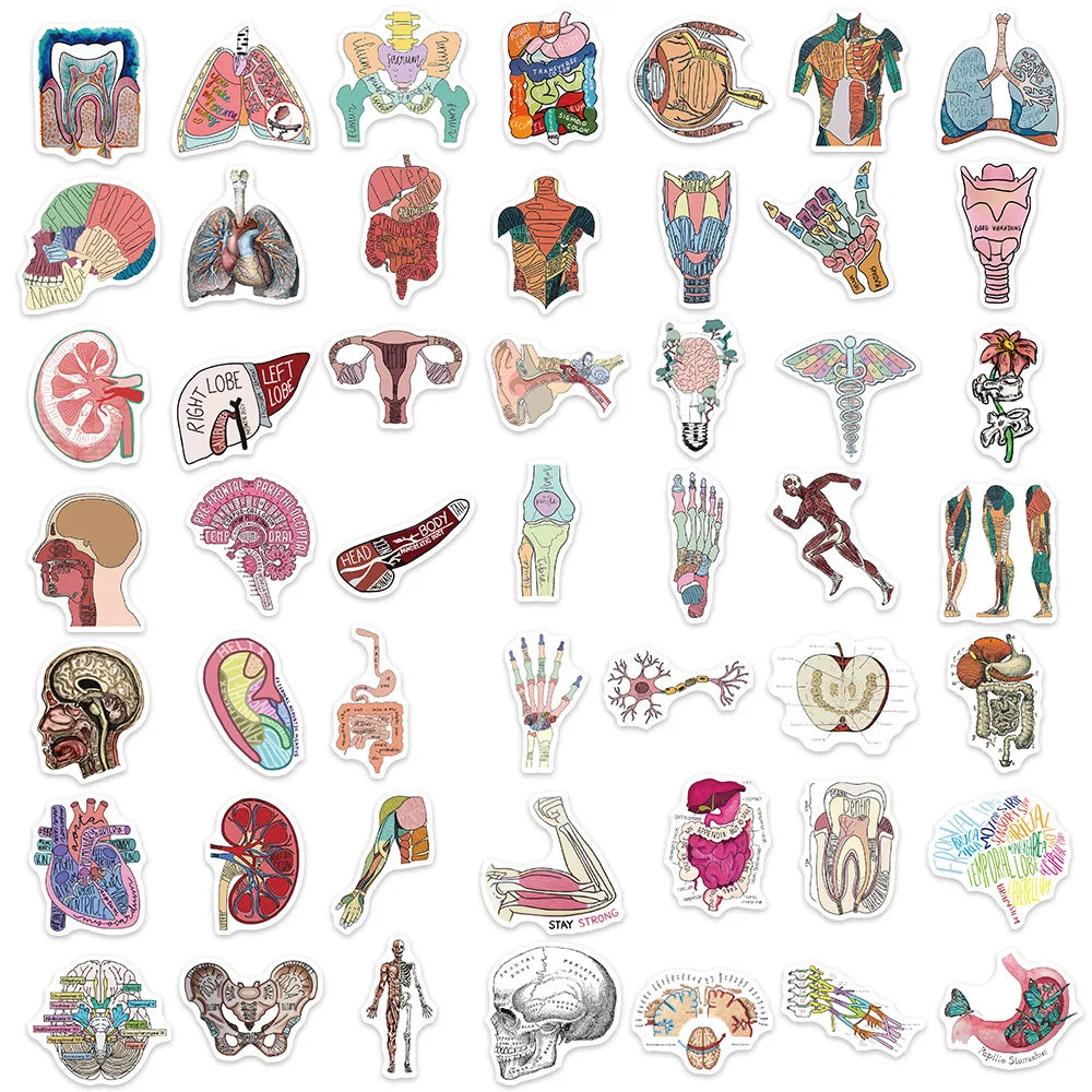 10/30/50PCS Funny Human Organ Medical Anatomy Stickers Cartoon Decals DIY Notebook Laptop Suitcase Stationery Waterproof Toys (ONLINE ORDER ONLY)