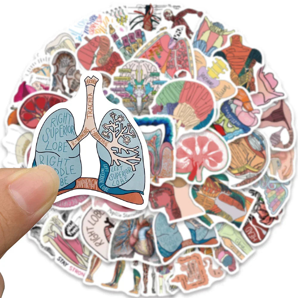 50pcs Funny Aesthetic Cartoon Body Organ Anatomy Stickers Water Bottle Sticker Luggage Laptop Guitar Waterproof Vinyl Decals (Online Order Only)