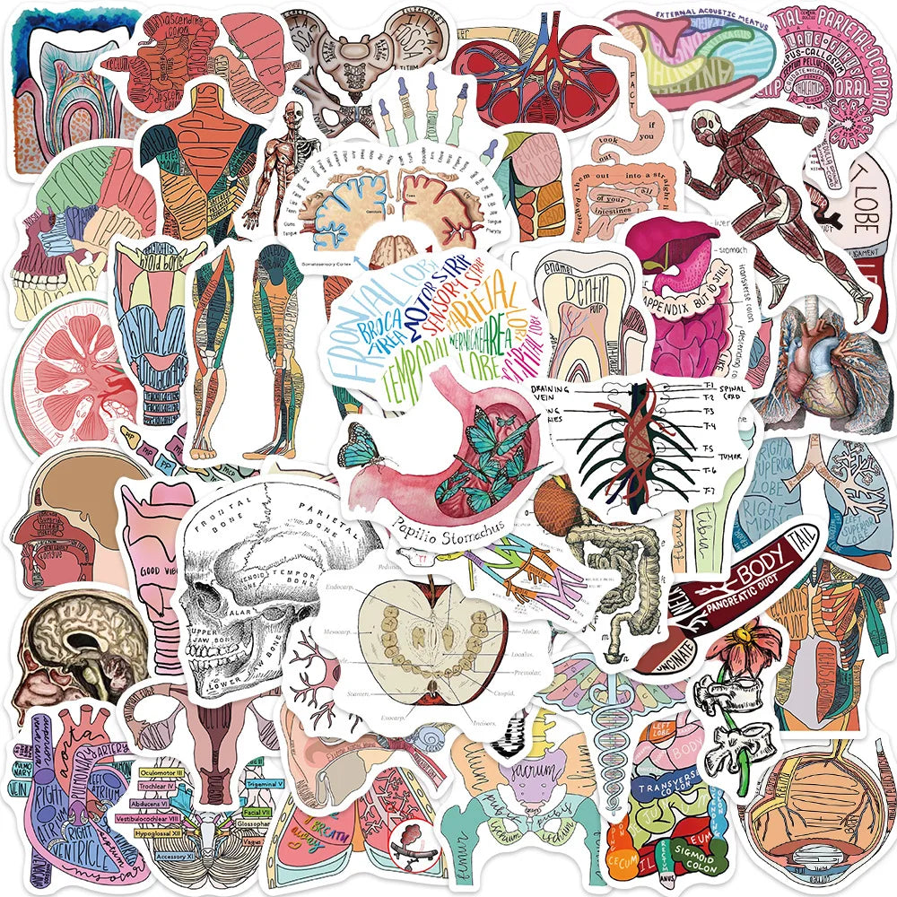 10/30/50PCS Funny Human Organ Medical Anatomy Stickers Cartoon Decals DIY Notebook Laptop Suitcase Stationery Waterproof Toys (ONLINE ORDER ONLY)