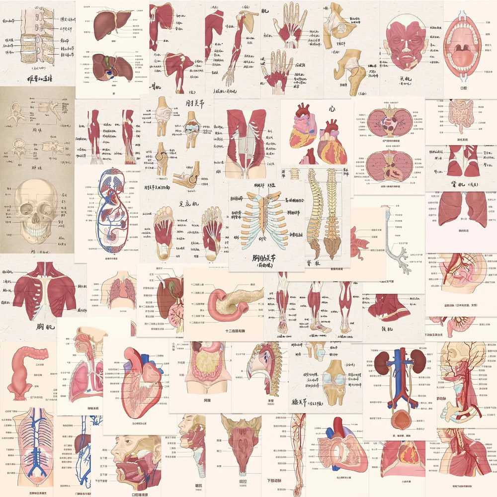 50pcs Cartoon Human Organ Stickers For Luggage Laptop Diary Bottle Phone Book Graffiti Waterproof Cool Medical Anatomy Sticker (Online Order Only)