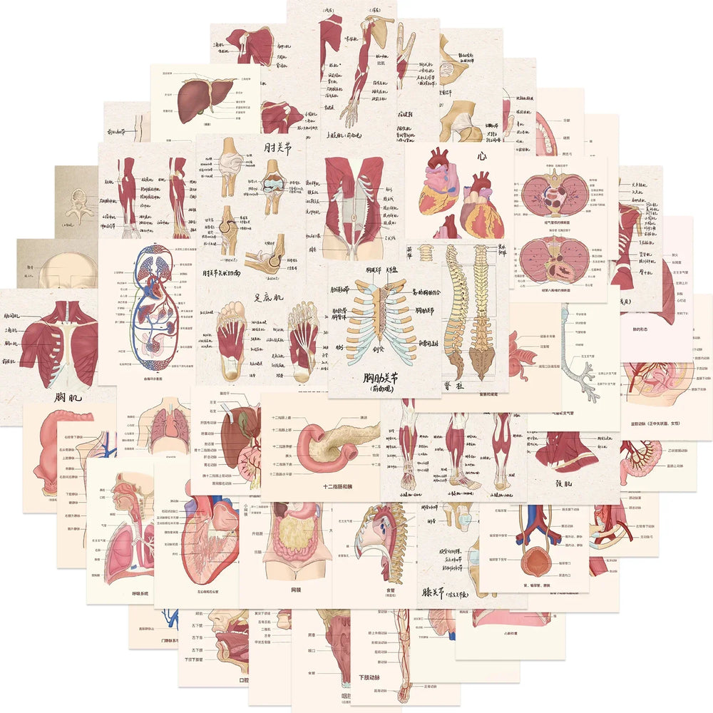 50pcs Cartoon Human Organ Stickers For Luggage Laptop Diary Bottle Phone Book Graffiti Waterproof Cool Medical Anatomy Sticker (Online Order Only)
