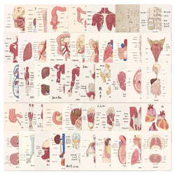 Anatomy Physiology Skeleton Stickers Waterproof Decals 10/30/50pcs (Online Order Only)
