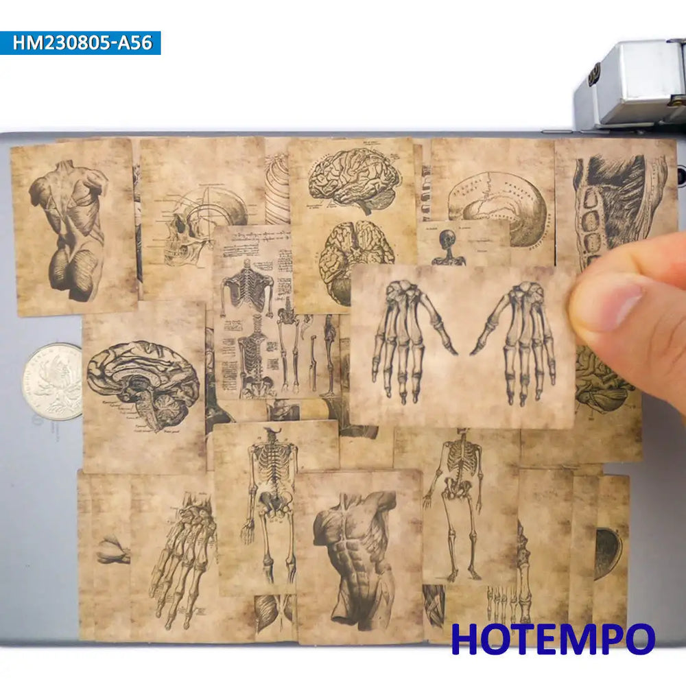 20/30/56Pieces Anatomy Sketch Skeleton Skull Muscle Viscera Retro Parchment Stickers for Scrapbook Luggage Phone Laptop Sticker (Online Order Only)