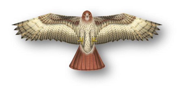 70 Inch Winspan Nylon Hawk Kite (ONLINE ORDER ONLY)