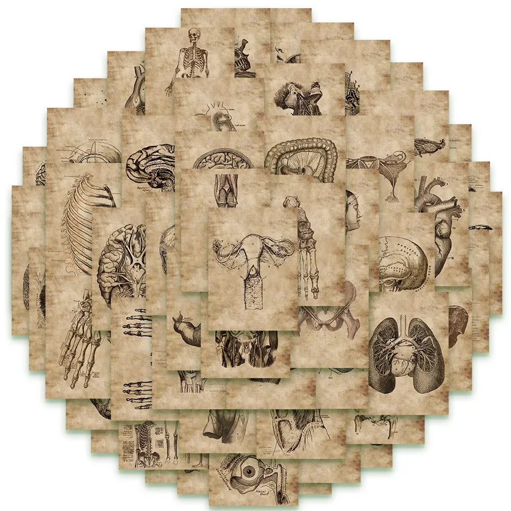 10/56pcs Vintage Human Organ Medical Anatomy Stickers Body Structure Decals Laptop Luggage Phone Graffiti Waterproof Stickers (Online Order Only)