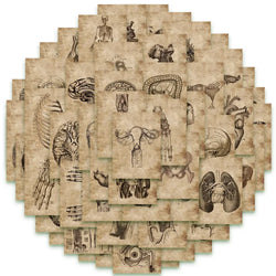 10/56pcs Vintage Human Organ Medical Anatomy Stickers Body Structure Decals Laptop Luggage Phone Graffiti Waterproof Stickers (Online Order Only)