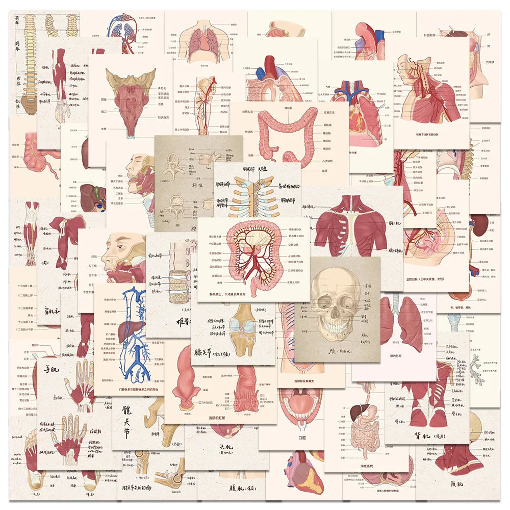 50PCS Anatomy Heart Skull Organ Stickers for Laptop Helmet (Online Order Only)