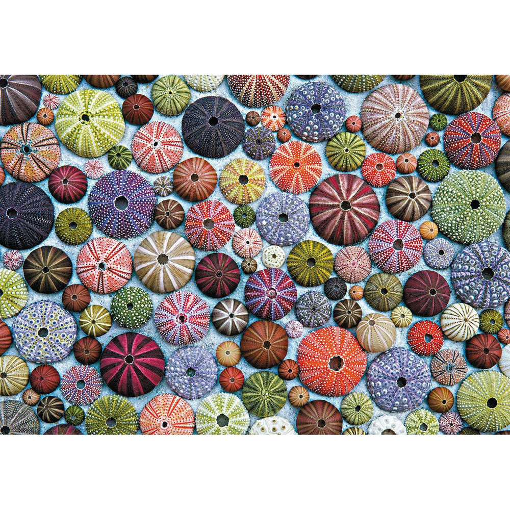 Sea Urchins 1000 Piece Jigsaw Puzzle Piatnik (ONLINE ORDER ONLY)