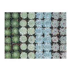 Succulent Garden Double-Sided 500 Piece Jigsaw Puzzle Galison (ONLINE ORDER ONLY)