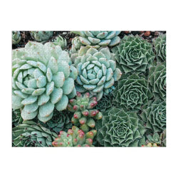 Succulent Garden Double-Sided 500 Piece Jigsaw Puzzle Galison (ONLINE ORDER ONLY)