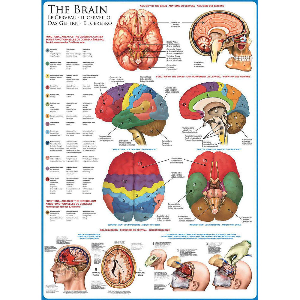 The Brain 1000 Piece Jigsaw Puzzle Eurographics (ONLINE ORDER ONLY)