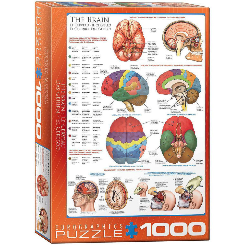 The Brain 1000 Piece Jigsaw Puzzle Eurographics (ONLINE ORDER ONLY)