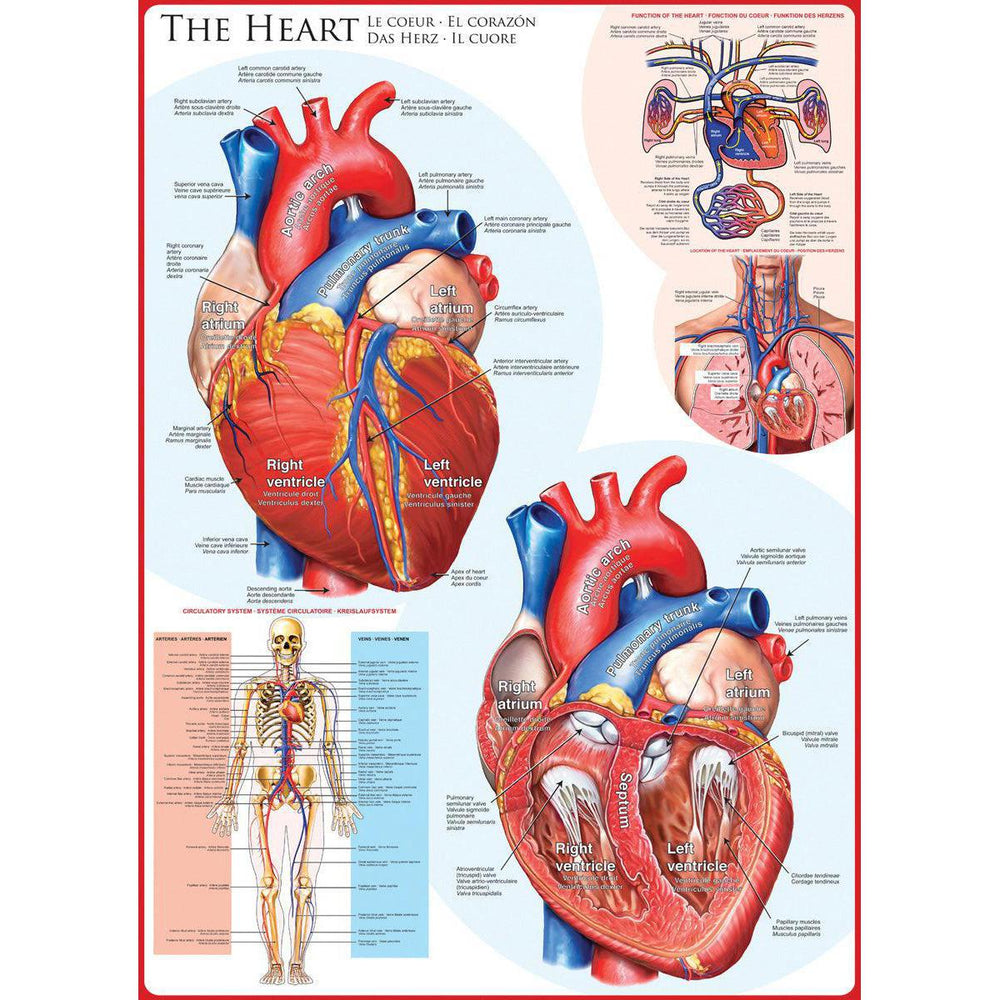 The Heart 1000 Piece Jigsaw Puzzle Eurographics (ONLINE ORDER ONLY)