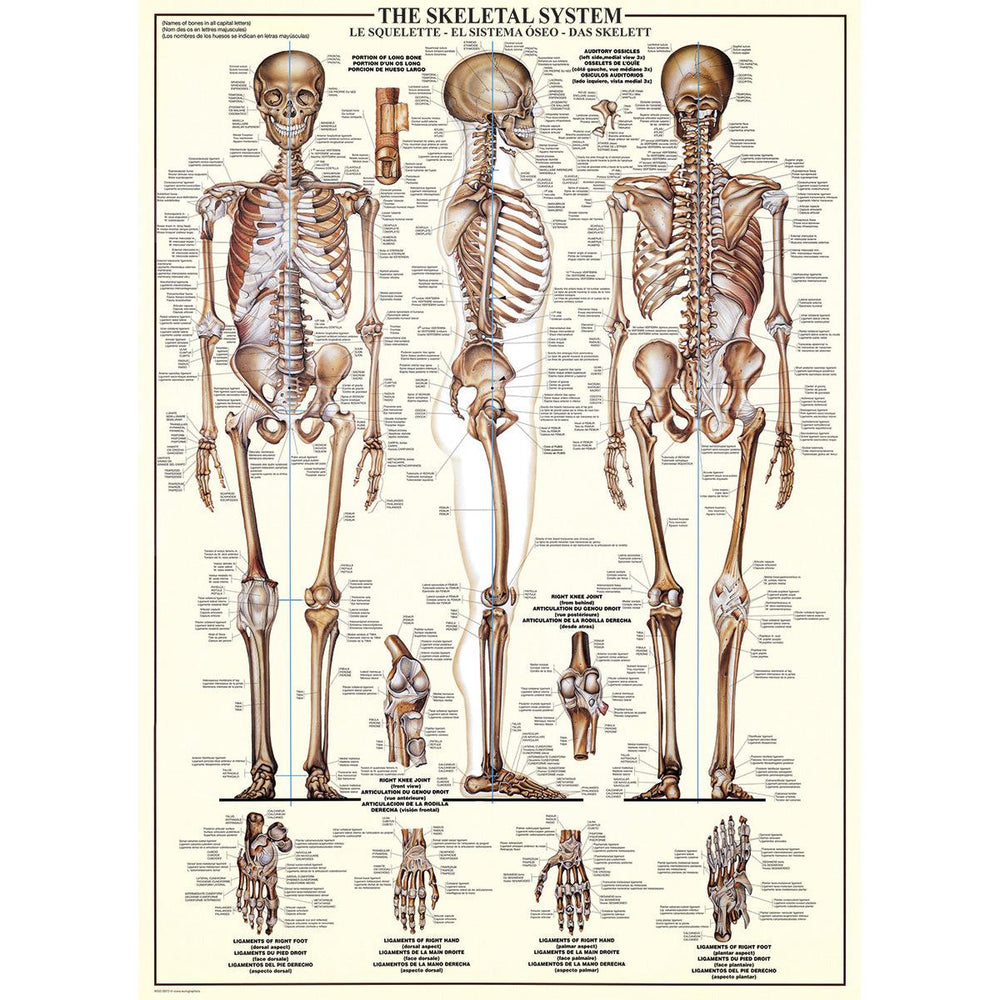 The Skeletal System 1000 Piece Jigsaw Puzzle Eurographics