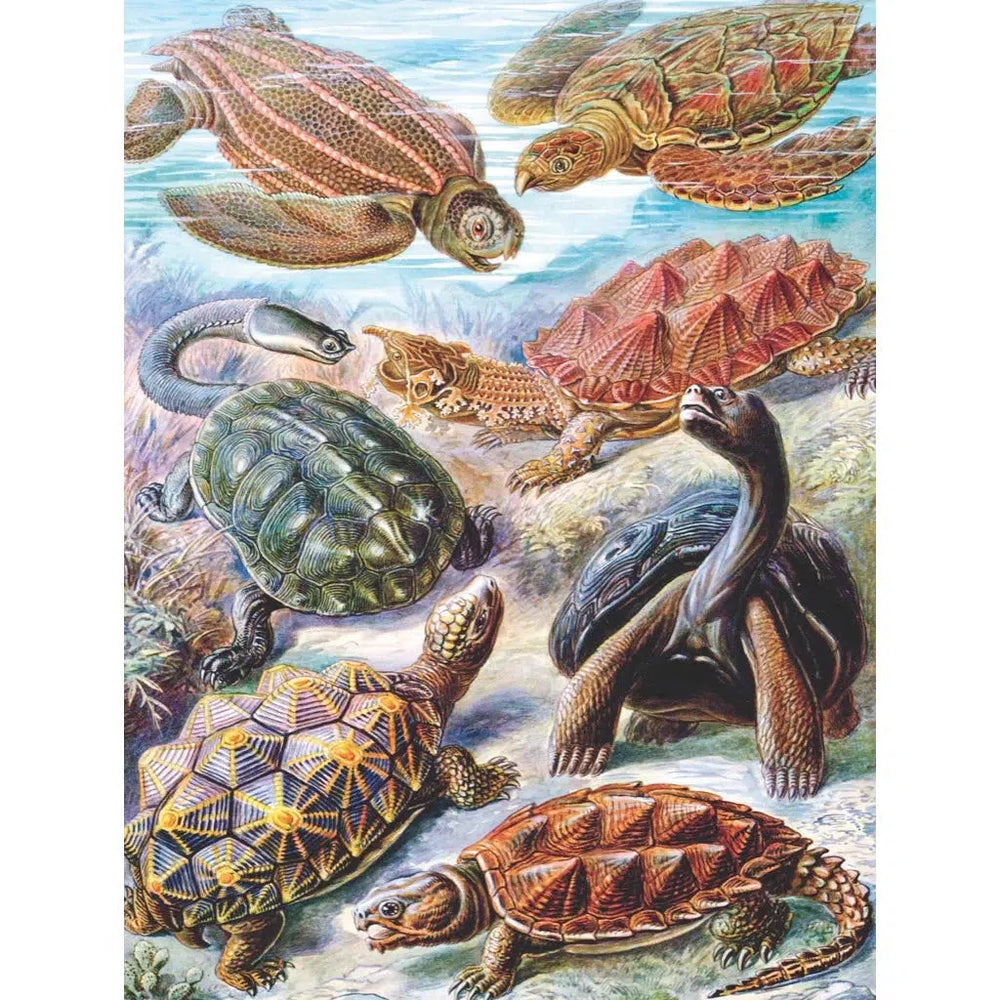 Turtles 1000 Piece Jigsaw Puzzle NYPC (ONLINE ORDER ONLY)