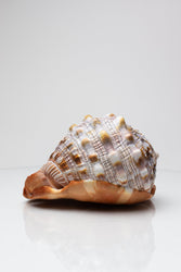 Bullmouth Shell (ONLINE ORDER ONLY)
