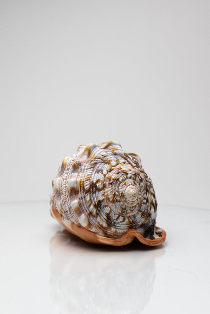 Bullmouth Shell (ONLINE ORDER ONLY)