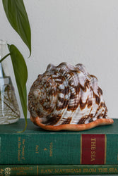 Bullmouth Shell (ONLINE ORDER ONLY)