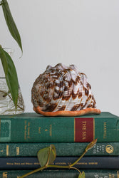 Bullmouth Shell (ONLINE ORDER ONLY)