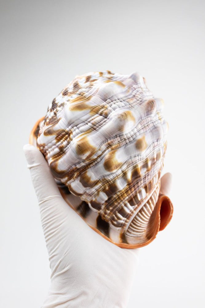 Bullmouth Shell (ONLINE ORDER ONLY)
