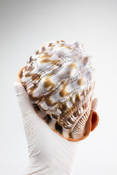 Bullmouth Shell (ONLINE ORDER ONLY)