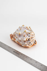 Bullmouth Shell (ONLINE ORDER ONLY)
