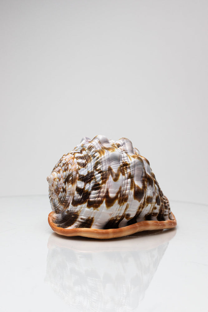Bullmouth Shell (ONLINE ORDER ONLY)