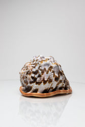 Bullmouth Shell (ONLINE ORDER ONLY)