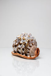 Bullmouth Shell (ONLINE ORDER ONLY)