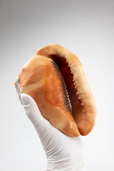 Bullmouth Shell (ONLINE ORDER ONLY)