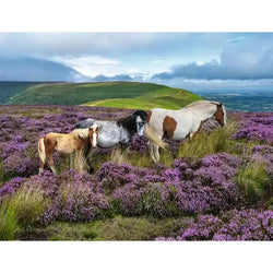 Wild Horses 2000 Piece Jigsaw Puzzle Ravensburger