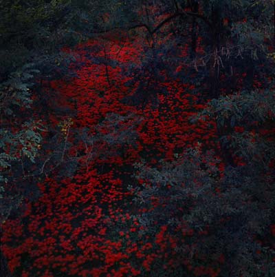 ALEX COBB - Marigold and Cable [Vinyl] (ONLINE ORDER ONLY)