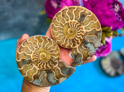 Polished Ammonite Pairs, Ethically Sourced Ammonite Halves (ONLINE ORDER ONLY)