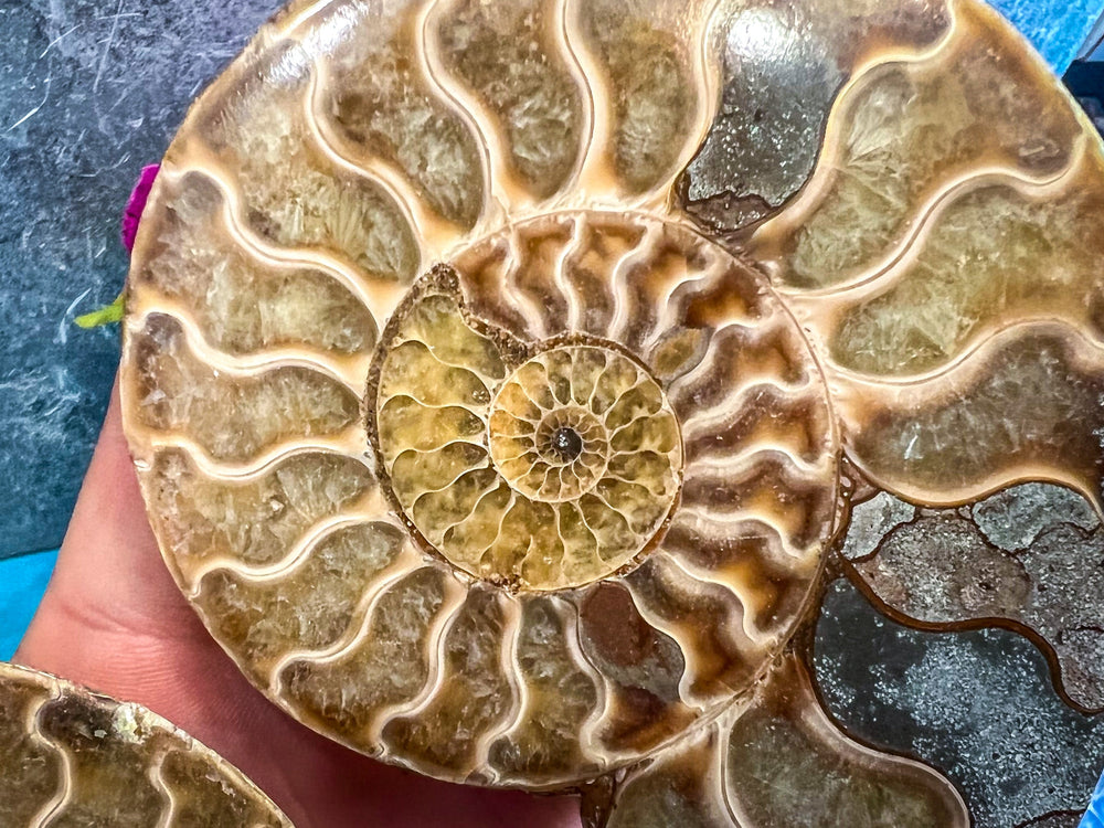 Polished Ammonite Pairs, Ethically Sourced Ammonite Halves (ONLINE ORDER ONLY)