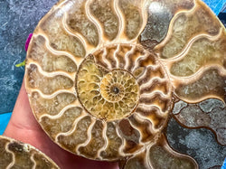 Polished Ammonite Pairs, Ethically Sourced Ammonite Halves (ONLINE ORDER ONLY)
