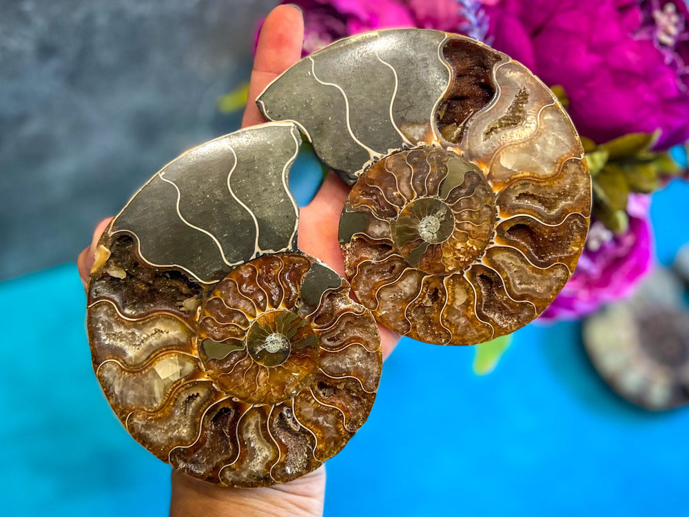 Polished Ammonite Pairs, Ethically Sourced Ammonite Halves (ONLINE ORDER ONLY)