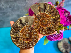 Polished Ammonite Pairs, Ethically Sourced Ammonite Halves (ONLINE ORDER ONLY)