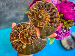 Polished Ammonite Pairs, Ethically Sourced Ammonite Halves (ONLINE ORDER ONLY)